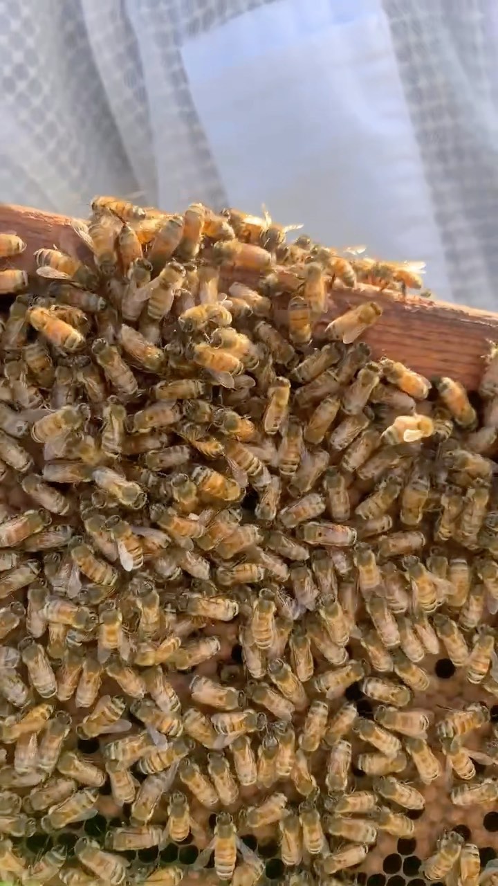 Our 2nd beginner class is right around the corner! Come join us on October 14th & start your journey as a beekeeper 🐝 Message us for any more details or give us a call & we will take it from there!! 
•
•
•
#beekeepingclass #flbees #dandjapiary #backyardbeekeeper #nucs #italianbees #queens