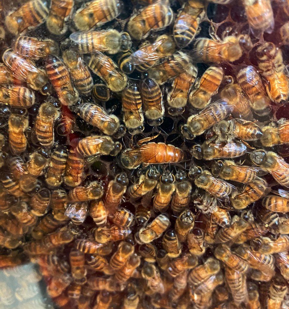 ✨Q U E E N S ✨
Ladies & gentleman we’ve got queens for sale once again !! If you’re in need of a queen due to splitting your hives or queen loss give us a call and we’ll hold some for you! 🐝
•
•
•
#beekeeping #queenbee #queens #floridabeekeepers #dandjapiary #backyardbeekeeping